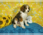 Small Photo #82 Bernedoodle-Poodle (Toy) Mix Puppy For Sale in BLACK FOREST, CO, USA