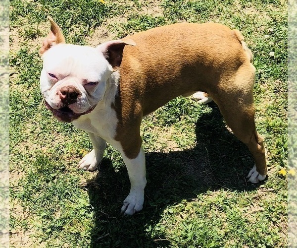 Medium Photo #1 Boston Terrier Puppy For Sale in PIKEVILLE, NC, USA