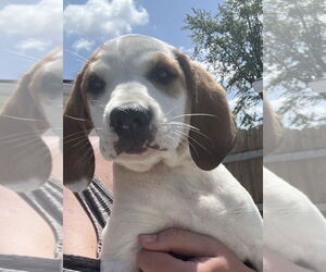 Jack-A-Bee Dogs for adoption in Aurora, IN, USA