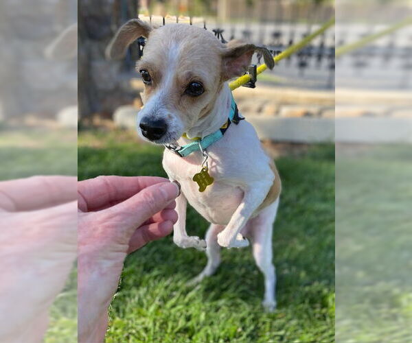 Medium Photo #2 Mutt Puppy For Sale in Sandy, UT, USA