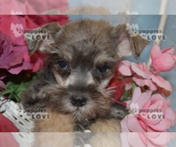 Medium Photo #10 Schnauzer (Miniature) Puppy For Sale in SANGER, TX, USA