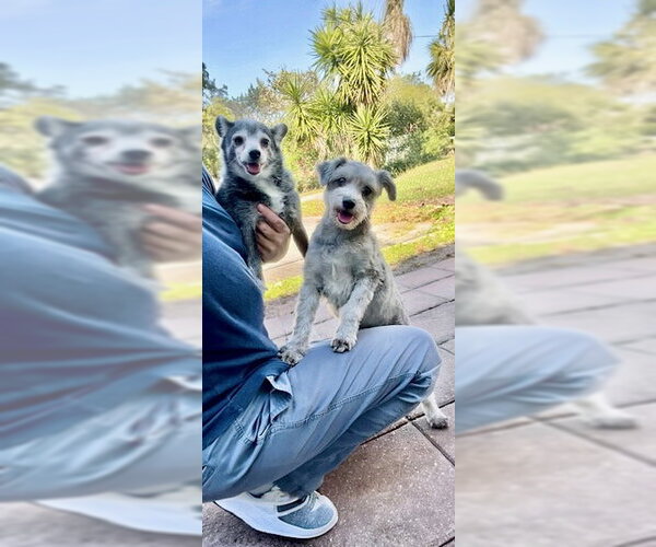 Medium Photo #13 Maltese Puppy For Sale in Weston, FL, USA