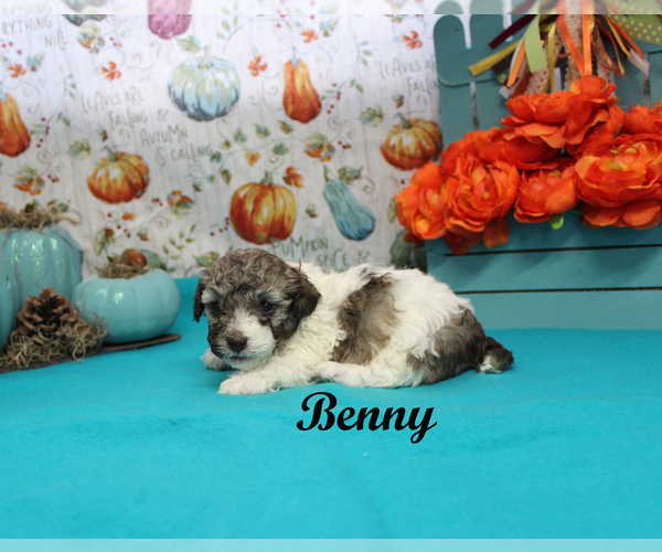 Medium Photo #10 Poodle (Toy) Puppy For Sale in CHANUTE, KS, USA