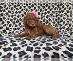 Small #2 Cockapoo (Miniature)