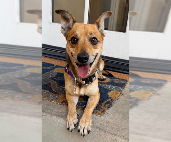 Medium Photo #2 Chihuahua-Unknown Mix Puppy For Sale in San Diego, CA, USA