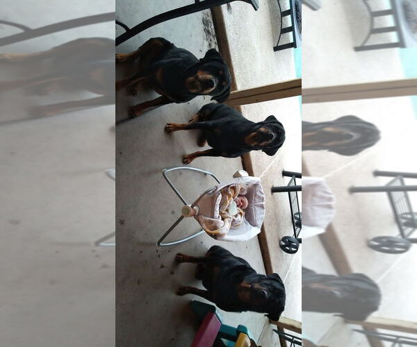Medium Photo #4 Rottweiler Puppy For Sale in Gilbert, AZ, USA