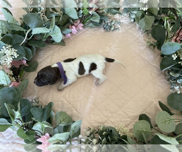 Medium Photo #7 German Shorthaired Pointer Puppy For Sale in AVILLA, IN, USA