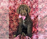 Small Photo #1 Aussiedoodle Puppy For Sale in PORT DEPOSIT, MD, USA