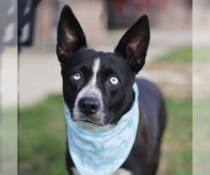 Mutt Dogs for adoption in San Antonio, TX, USA