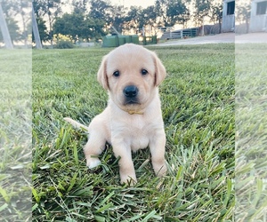 Labrador Retriever Puppy for sale in MORRILL, KS, USA