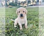 Small Labrador Retriever