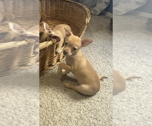 Chipin Puppy for sale in BOISE, ID, USA