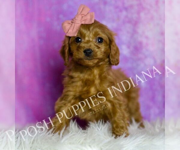Medium Photo #52 Cavapoo (Miniature) Puppy For Sale in WARSAW, IN, USA