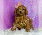 Small Photo #52 Cavapoo (Miniature) Puppy For Sale in WARSAW, IN, USA
