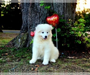 Samoyed Puppy for sale in PATERSON, NJ, USA