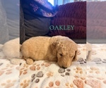 Small #1 Goldendoodle