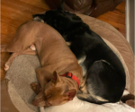 Small #2 American Staffordshire Terrier-Bull Terrier Mix