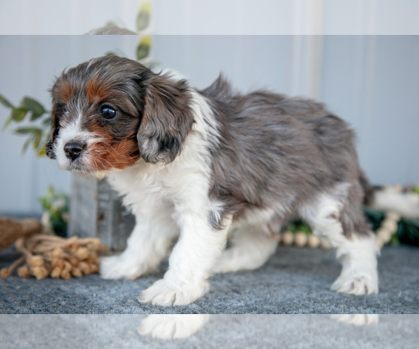 Medium Photo #3 Cavapoo Puppy For Sale in WOLCOTTVILLE, IN, USA