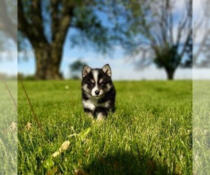 Pomsky Puppy for sale in FRYTOWN, IA, USA