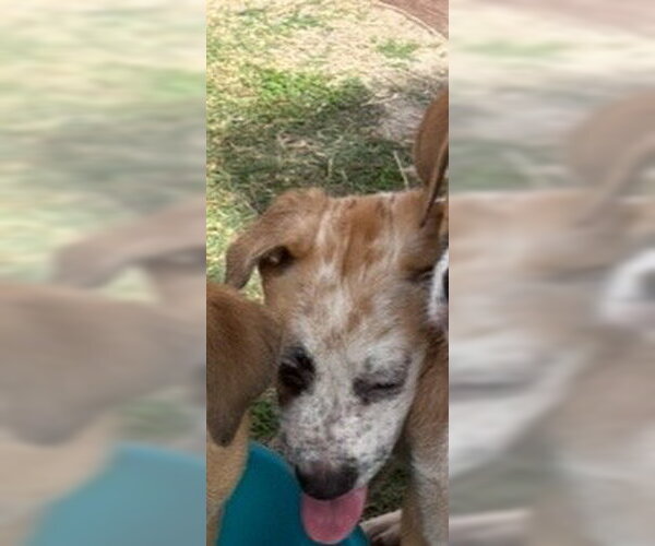 Medium Photo #1 Mutt Puppy For Sale in Houston, TX, USA