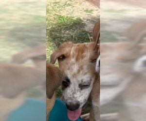 Mutt Dogs for adoption in Houston, TX, USA