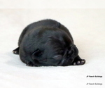 Small #2 French Bulldog
