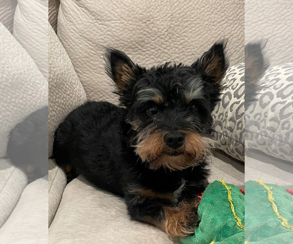 Medium Photo #1 Australian Terrier-Cairn Terrier Mix Puppy For Sale in Spring, TX, USA