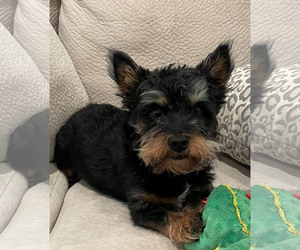 Australian Terrier-Cairn Terrier Mix Dogs for adoption in Spring, TX, USA