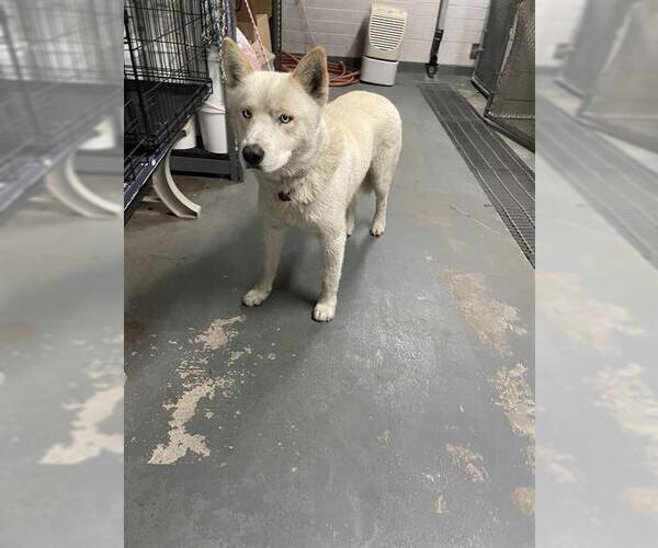 Medium Photo #1 Siberian Husky Puppy For Sale in Stockton, CA, USA