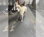Small Siberian Husky