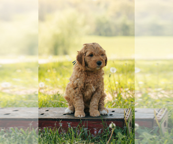 Medium Photo #5 Goldendoodle (Miniature) Puppy For Sale in ASH GROVE, MO, USA