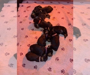 Rottweiler Puppy for sale in VIRGINIA BEACH, VA, USA