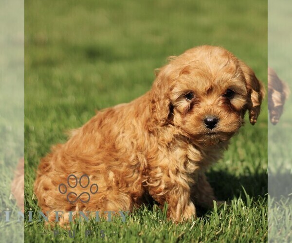 Medium Photo #5 Cavapoo (Miniature) Puppy For Sale in RONKS, PA, USA