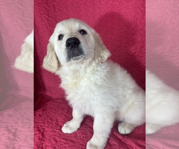 Medium Photo #2 English Cream Golden Retriever Puppy For Sale in GREENFIELD, IN, USA
