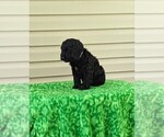 Puppy Elam Cockapoo-Poodle (Miniature) Mix