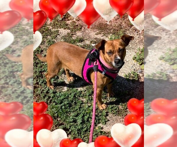 Medium Photo #2 Boxer-Jack Russell Terrier Mix Puppy For Sale in La Verne, CA, USA