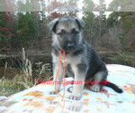 Small #3 German Shepherd Dog