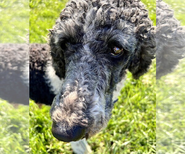 Medium Photo #5 Poodle (Standard) Puppy For Sale in Pacolet, SC, USA