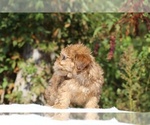 Small #15 ShihPoo