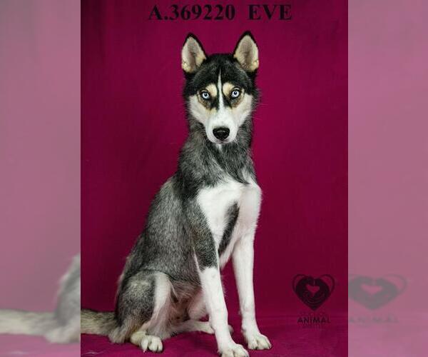 Medium Photo #1 Siberian Husky Puppy For Sale in Stockton, CA, USA