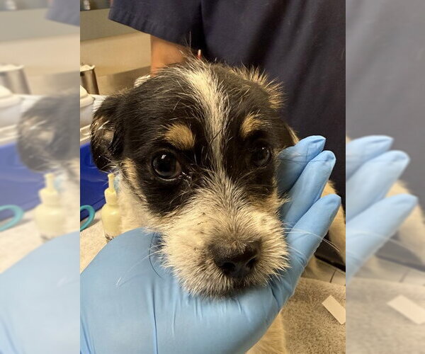 Medium Photo #1 Mutt Puppy For Sale in Riverside, CA, USA