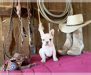 French Bulldog Puppy for sale in LANCASTER, CA, USA