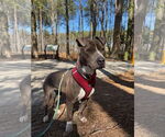 Small #4 American Pit Bull Terrier Mix