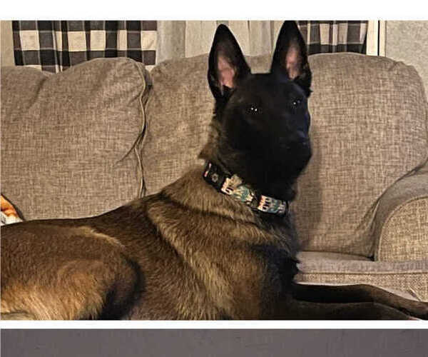 Medium Photo #1 Belgian Malinois Puppy For Sale in WHITESBORO, TX, USA