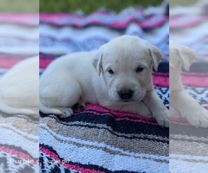 Labrador Retriever Puppy for Sale in WAGENER, South Carolina USA