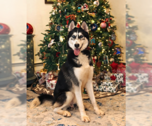 Siberian Husky-Unknown Mix Dogs for adoption in Brewster, NY, USA