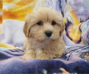 Maltipoo (Toy) Puppy for sale in BURLINGTON, MA, USA