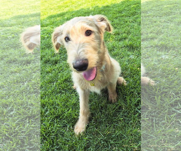 Medium Photo #13 Labradoodle Puppy For Sale in Sandy, UT, USA