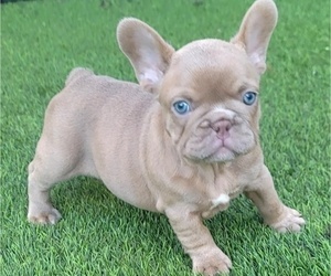 French Bulldog Puppy for sale in LAS VEGAS, NV, USA