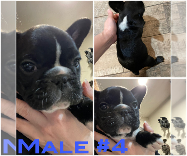 Medium Photo #11 French Bulldog Puppy For Sale in HOPE MILLS, NC, USA